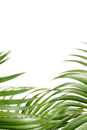 Palm branches with green leaves and space for text over white background. Palm Sunday conceptの写真素材