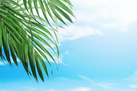 Palm branches with green leaves against blue sky background. Palm Sunday conceptの写真素材