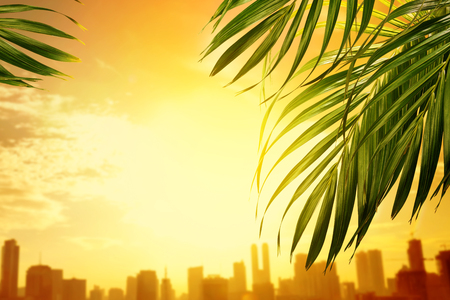 Palm branches with green leaves against sunset background. Palm Sunday conceptの写真素材