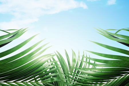 Palm branches with green leaves against blue sky background. Palm Sunday conceptの写真素材