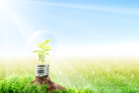 Young plant growing inside light bulb on fertile soil in meadow with sunlight and blue sky background. Earth day conceptの写真素材
