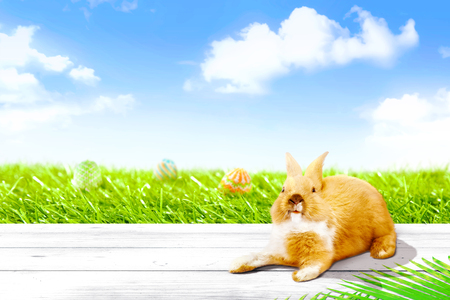Colorful easter eggs hidden on grassland and cute little bunny on wooden table with palm branches and blue sky background. Happy Easterの写真素材