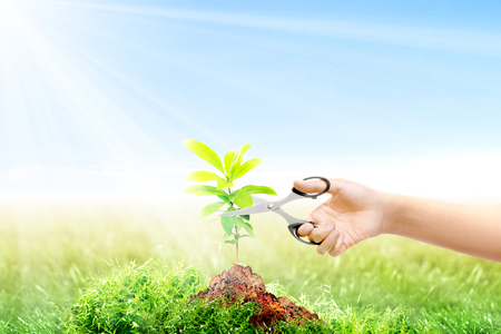 Female hand with scissor caring her growing plant on fertile soil in meadow with sunlight and blue sky background. Earth day conceptの写真素材