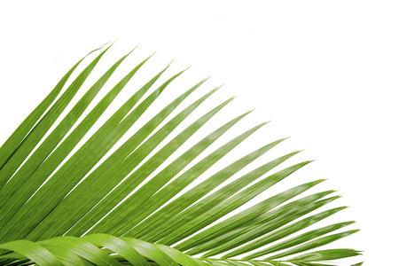 Palm branch with green leaves isolated over white backgroundの写真素材