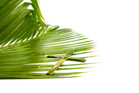 Cross shape of palm leaf on palm branches with green leaves isolated over white background. Palm...