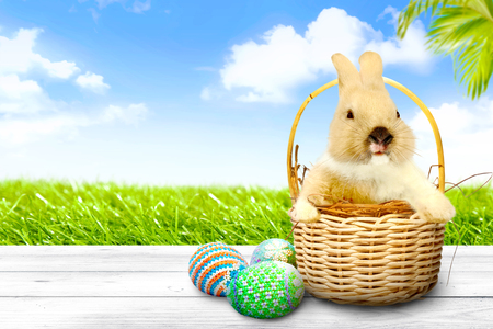 Little bunny on the nest in wooden basket and colorful easter eggs on wooden table with palm branch and green grass view over blue sky background. Happy Easterの写真素材