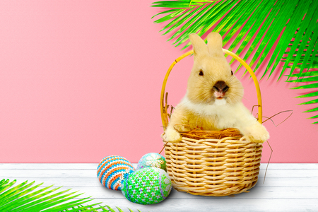 Little bunny on the nest in wooden basket and colorful easter eggs on wooden table and palm branches with pink wall background. Happy Easterの写真素材