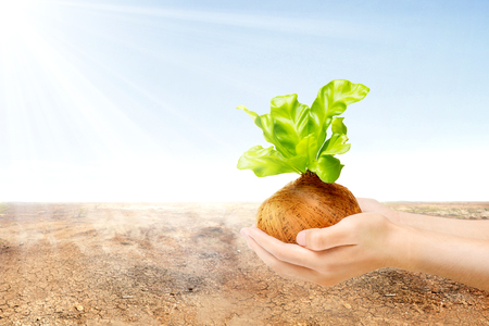 Human hands holding young green plant in the pots with cracked field and sunlight over blue sky background. Earth day conceptの写真素材