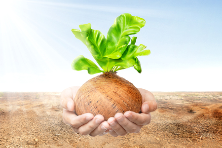 Human hands holding young green plant in the pots with cracked field and sunlight over blue sky background. Earth day conceptの写真素材