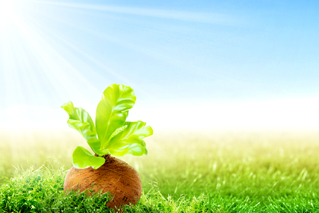 Young plant with green leaves in the pots on the green grass field and sunlight over blue sky background. Earth day conceptの写真素材