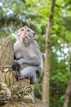 Balinese long-tailed monkey (Macaca Fascicularis) on Monkey Forest, Ubud. Bali Indonesia