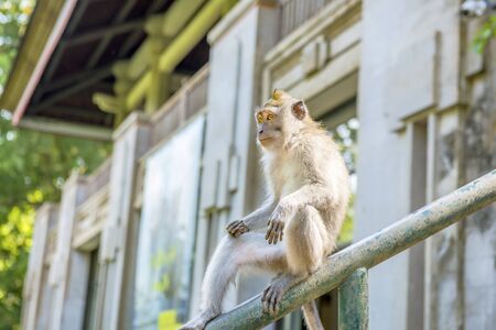 Balinese long-tailed monkey (Macaca Fascicularis) on Monkey Forest, Ubud. Bali Indonesiaの写真素材