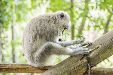 Balinese long-tailed monkey (Macaca Fascicularis) on Monkey Forest, Ubud. Bali Indonesia