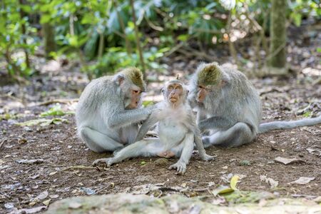 Family of Balinese long-tailed monkey (Macaca Fascicularis) on Monkey Forest, Ubud. Bali Indonesia