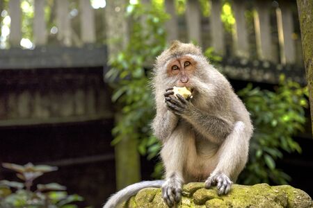 Balinese long-tailed monkey (Macaca Fascicularis) eats the fruits on Monkey Forest, Ubud. Bali Indonesiaの写真素材