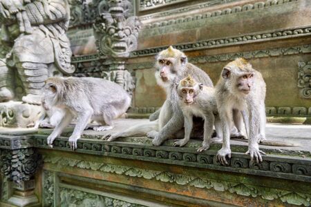 Family of Balinese long-tailed monkey (Macaca Fascicularis) on Monkey Forest, Ubud. Bali Indonesia