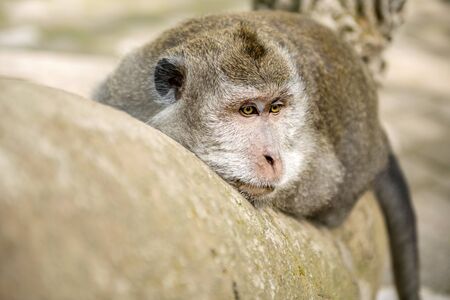 Balinese long-tailed monkey (Macaca Fascicularis) on Monkey Forest, Ubud. Bali Indonesiaの写真素材