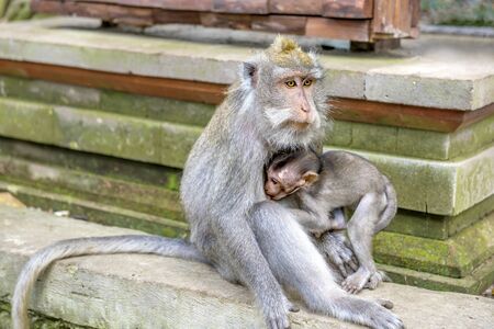 Female Balinese long-tailed monkeys with her kid (Macaca Fascicularis) on Monkey Forest, Ubud. Bali...