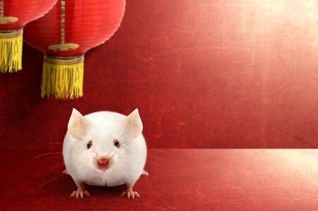 White mouse and Chinese lantern on a red background. Happy Chinese New Yearの写真素材