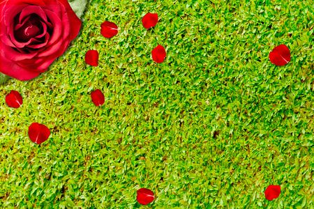 Red rose and rose petals with green grass background. Valentines dayの写真素材
