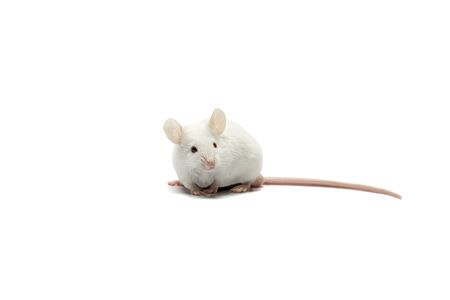 A white mouse isolated over white backgroundの写真素材