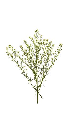 Branch of white wildflowers for flowers bouquet isolated over white backgroundの写真素材