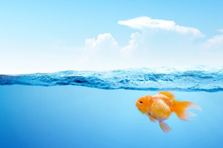 Goldfish in the water with a blue sky backgroundの写真素材