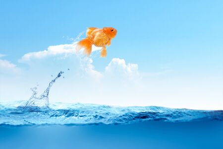 Goldfish jumping out of the water with a blue sky backgroundの写真素材