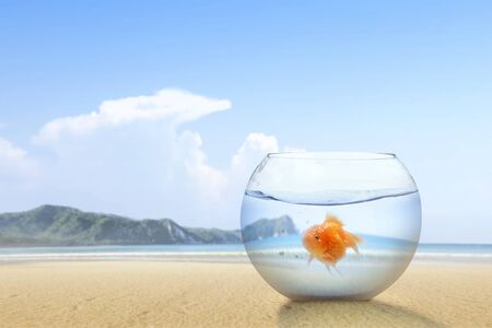Goldfish in the fishbowl on the sandy beach with a blue sky background