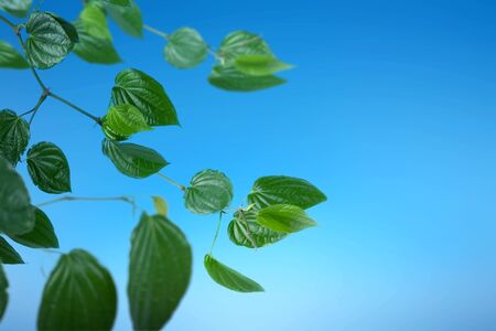Green tropical leaf with a blue sky backgroundの写真素材