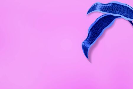 Tropical leaves in vibrant color on pink background