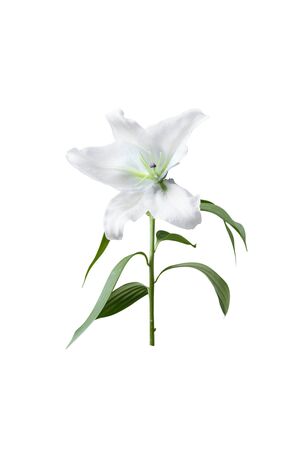 White lily flower isolated over white backgroundの写真素材