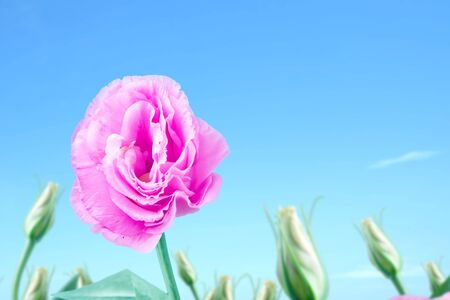 Pink Eustoma flower on the field with a blue sky backgroundの写真素材