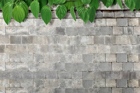 Tropical green leaves with brick wall backgroundの写真素材
