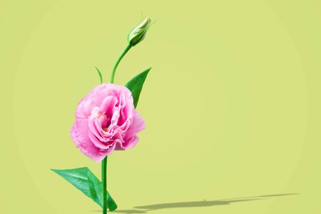 Pink Eustoma flower in vibrant color on green backgroundの写真素材