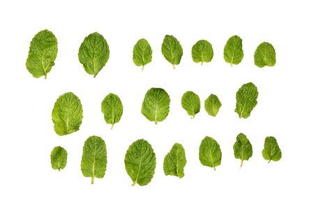 Collection of green mint leaves isolated over white background
