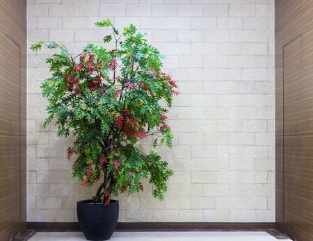 Green plant in the pot with white wall background