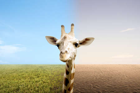 Giraffe looking at differences from drought ground and fertile soil on the field. Concept of changing the environmentの写真素材