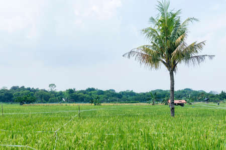 Green rice field with a blue sky background