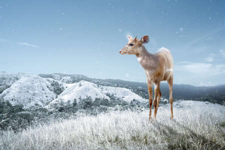 Deer on the mountain with winter climate. Concept of changing the environmentの写真素材