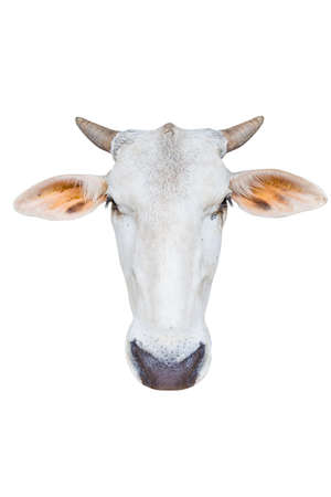 Cow head isolated over white backgroundの写真素材