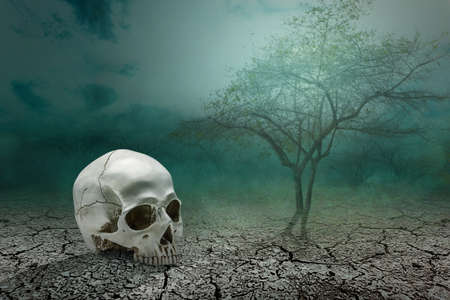 Human skull on the cracked ground with the night scene backgroundの写真素材