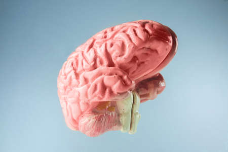 The human brain with bright backgroundの写真素材