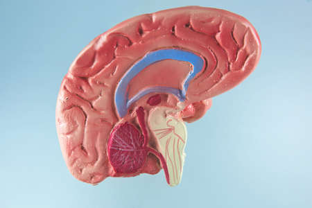 The nervous system in the human brain with bright backgroundの写真素材