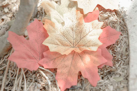 Autumn maple leaf in the gardenの写真素材