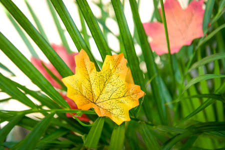 Autumn maple leaf on the green plants