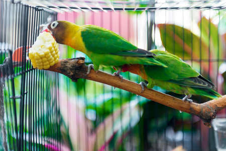 Lovebird standing on a branch eating the corn in the cage