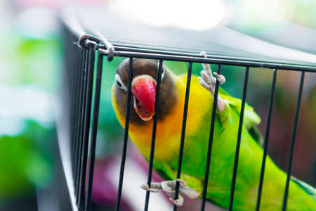 Lovebird inside the cageの写真素材