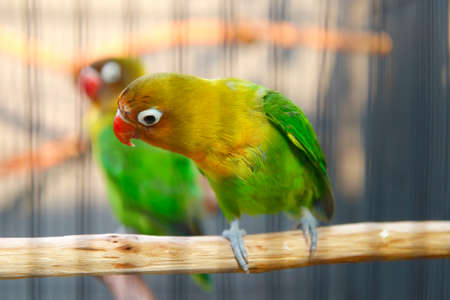 Lovebird standing on a branch in the cage