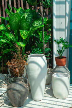 Green plants at outdoor with white wall backgroundの写真素材